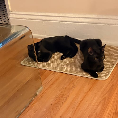 CRICKET AND WEEVIL - Domestic Short Hair available for adoption