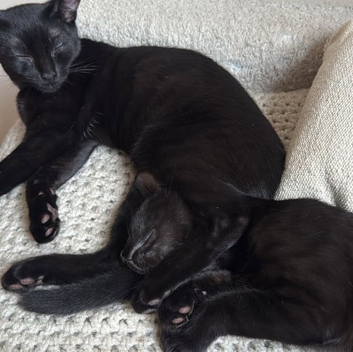 CRICKET AND WEEVIL - Domestic Short Hair available for adoption