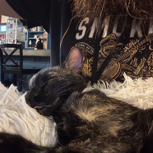 ABRAZA & SAWYER - Domestic Short Hair available for adoption