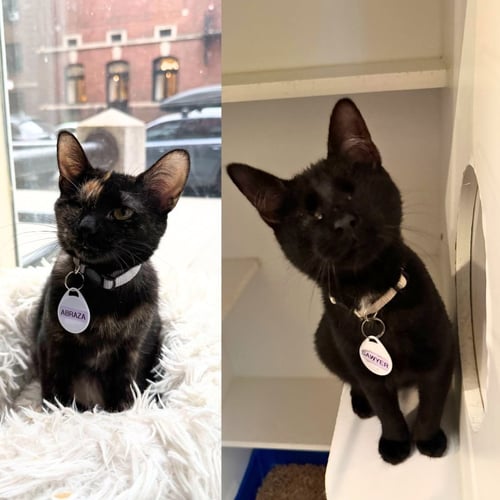 ABRAZA & SAWYER - Domestic Short Hair available for adoption
