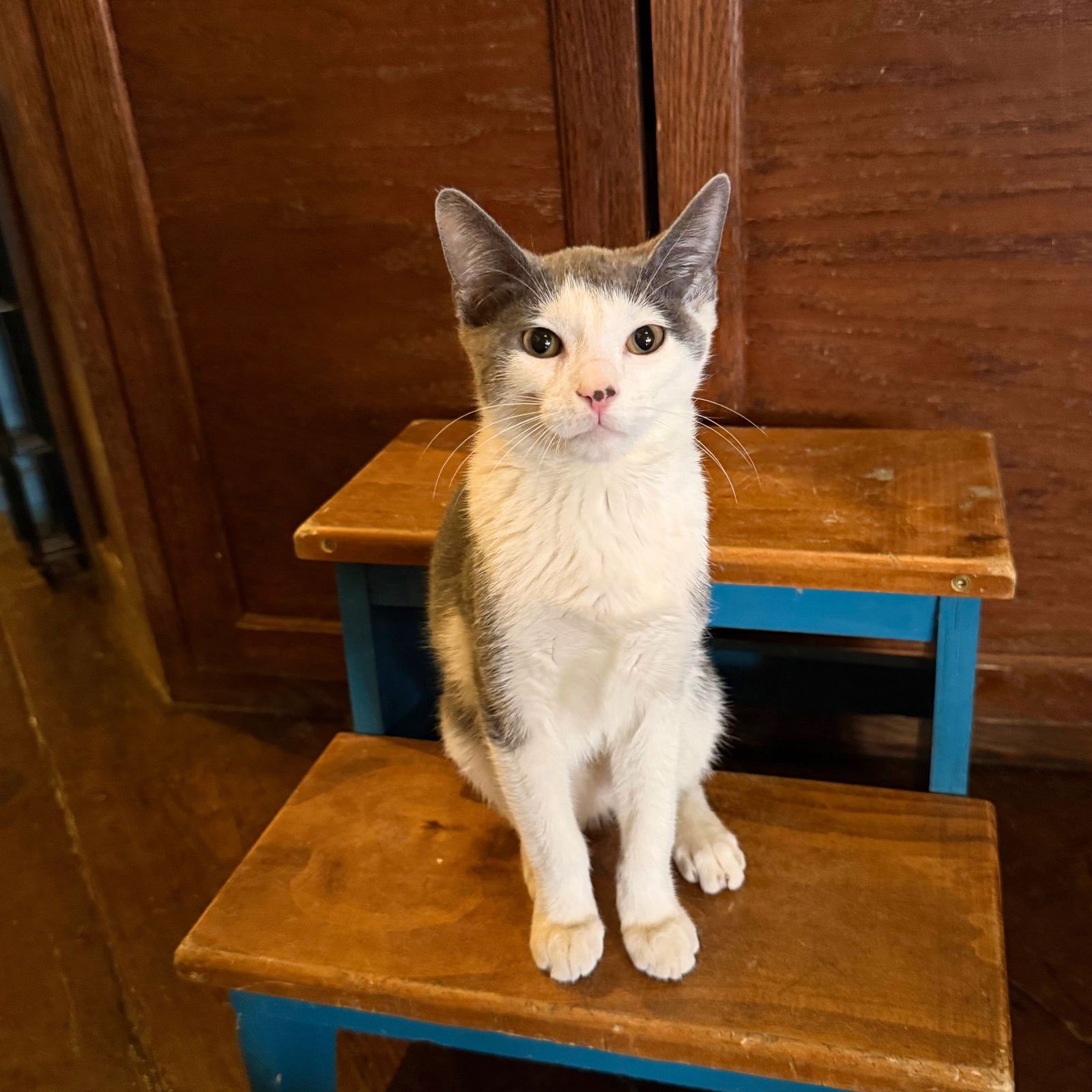 BRADLEY COOPER - Domestic Short Hair available for adoption