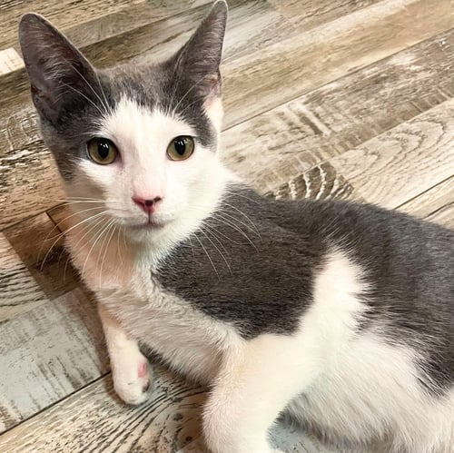 BRADLEY COOPER - Domestic Short Hair available for adoption