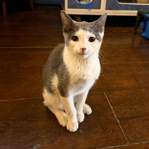 BRADLEY COOPER - Domestic Short Hair available for adoption