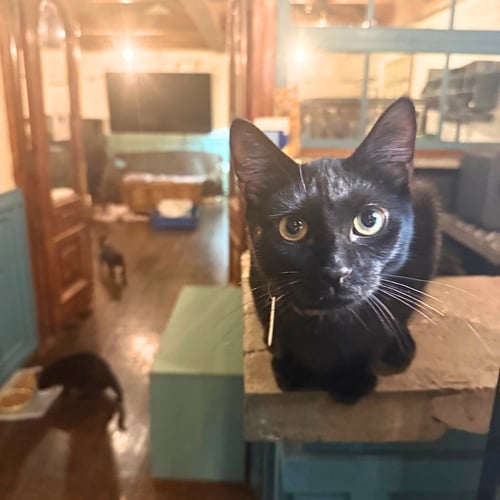 EIGHT BALL - Domestic Short Hair available for adoption