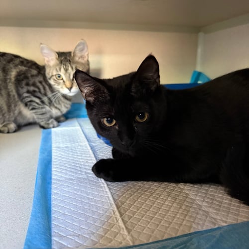 CUE CLUB, 8 BALL, & BILLIARDS - Domestic Short Hair available for adoption
