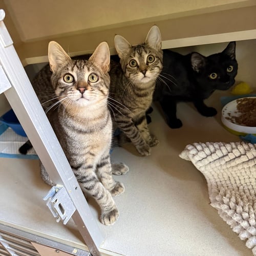 CUE CLUB, 8 BALL, & BILLIARDS - Domestic Short Hair available for adoption