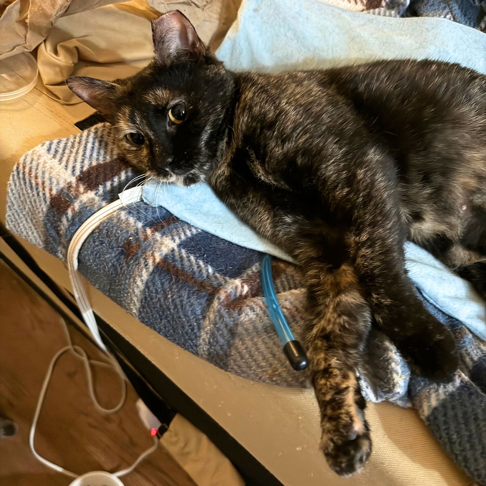 BASTA PASTA - Domestic Short Hair available for adoption