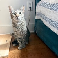 Daisy Jones - Photo 1