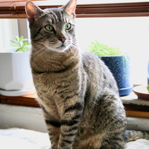 CLYDE - Domestic Short Hair available for adoption