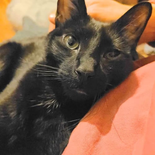 SOLÉ - Domestic Short Hair available for adoption