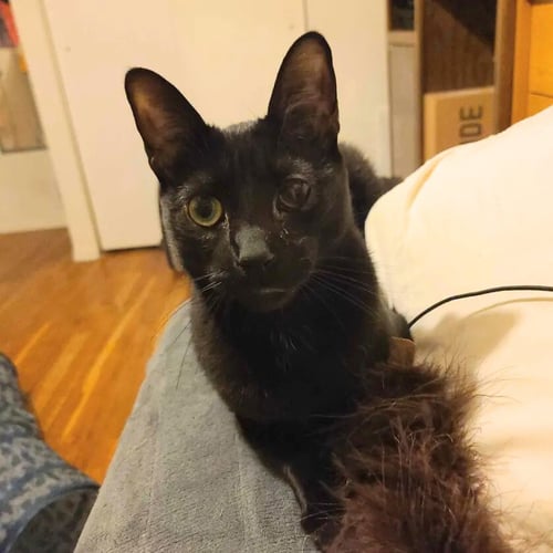 SOLÉ - Domestic Short Hair available for adoption