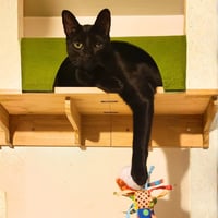 Solé - Photo 5