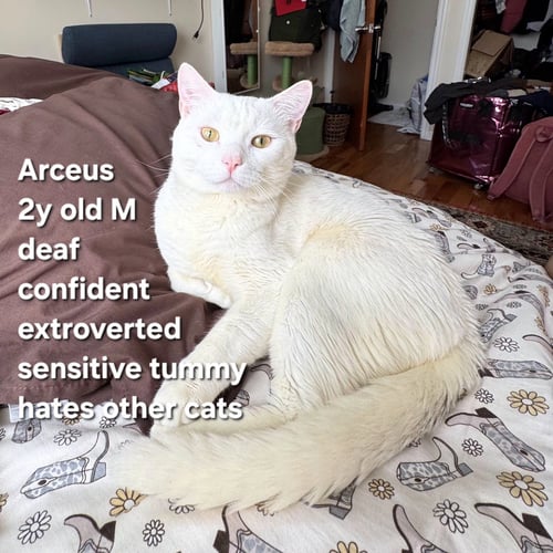 ARCEUS - Domestic Short Hair available for adoption