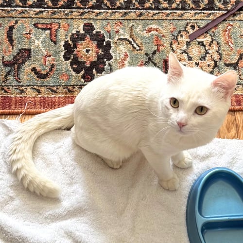 ARCEUS - Domestic Short Hair available for adoption