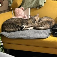 Beans & Beanie - Photo 3