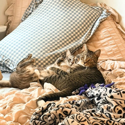 BEANS & BEANIE - Domestic Short Hair available for adoption