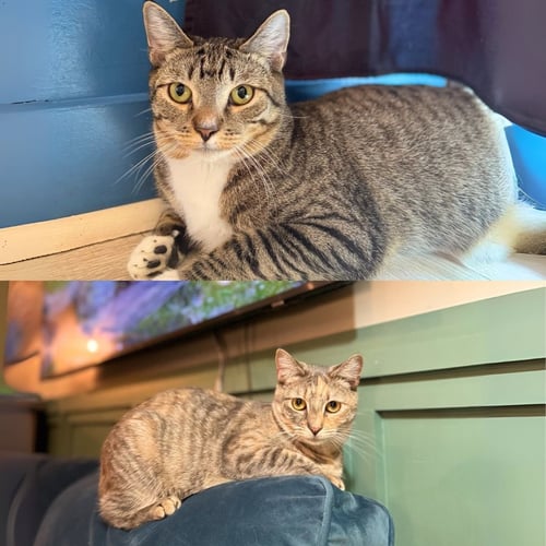 BEANS & BEANIE - Domestic Short Hair available for adoption