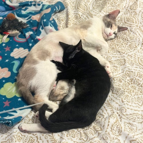ESTRELLA & NUBE - Domestic Short Hair available for adoption