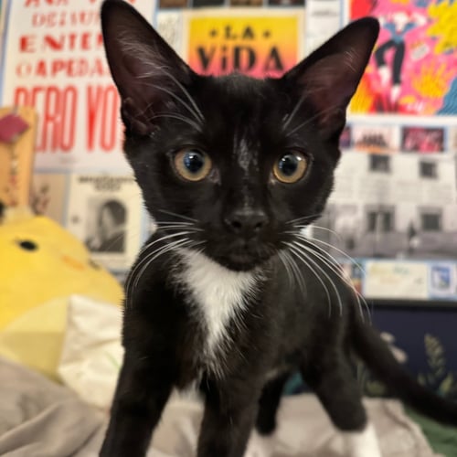 ESTRELLA & NUBE - Domestic Short Hair available for adoption