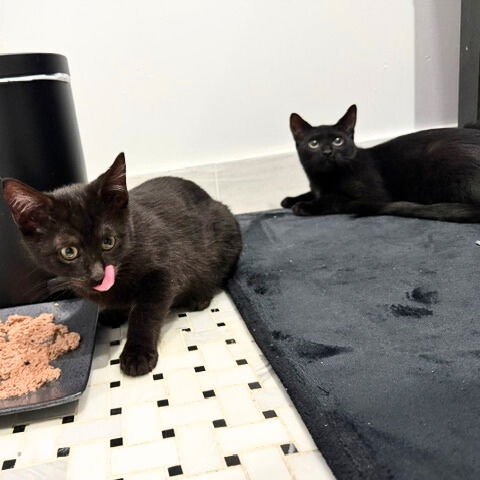 CAMARO & SAINT STANLEY - Domestic Short Hair available for adoption