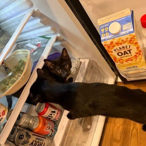 CAMARO & SAINT STANLEY - Domestic Short Hair available for adoption