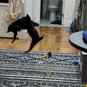 Camaro & Saint Stanley - Photo 3