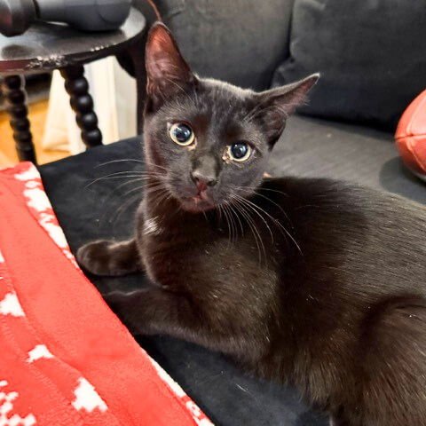 Camaro & Saint Stanley - Photo 5