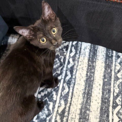 Camaro & Saint Stanley - Photo 6