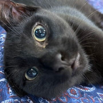 Camaro & Saint Stanley - Photo 7