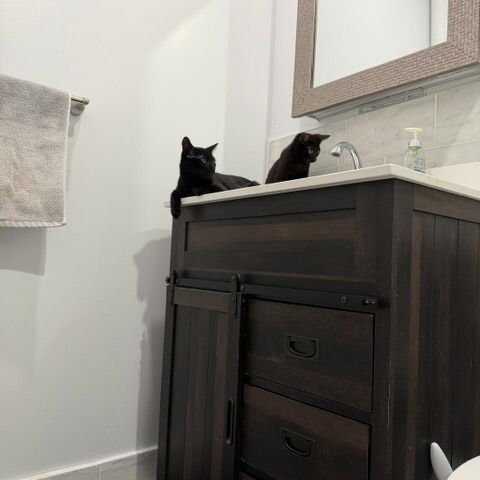 Camaro & Saint Stanley - Photo 8