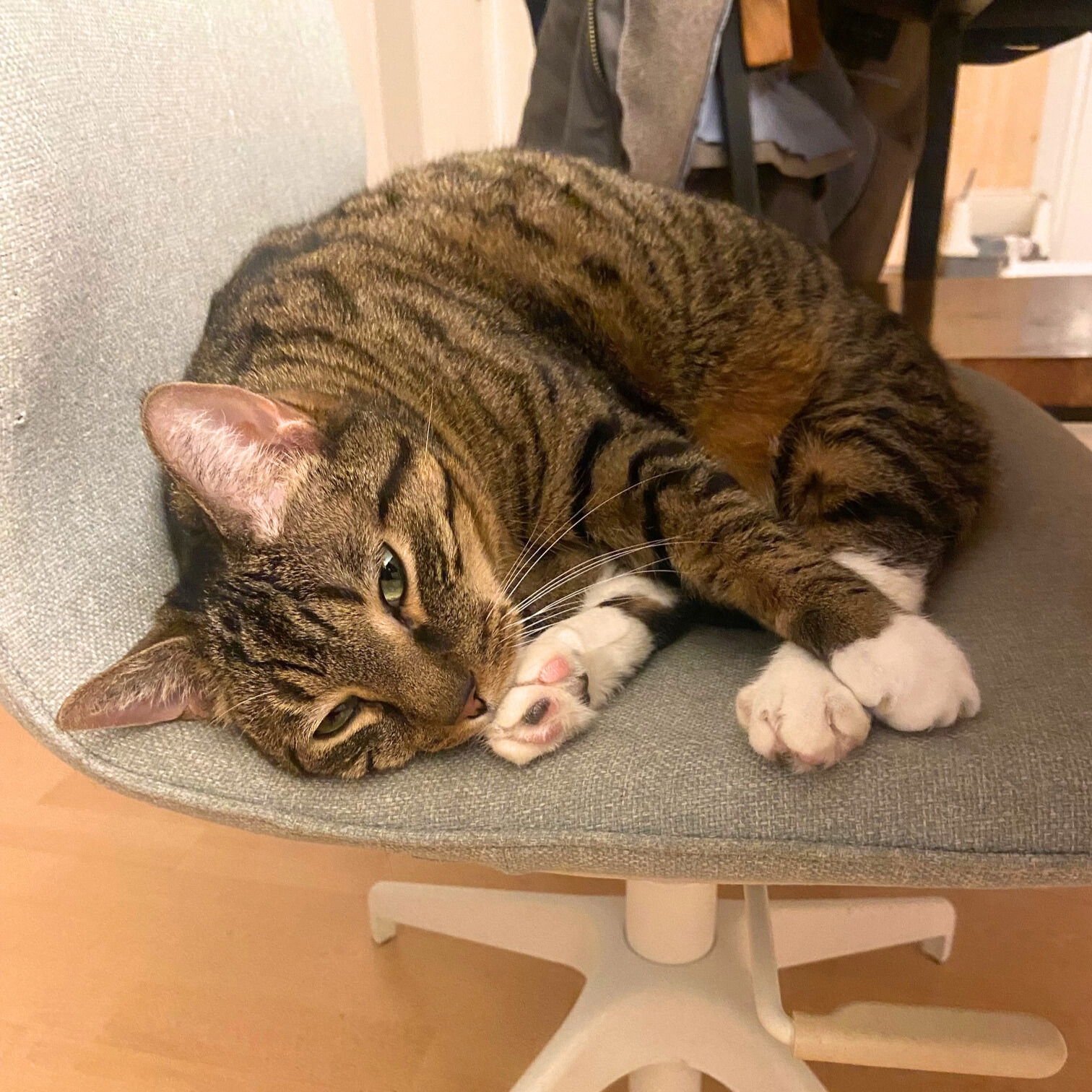 BORGIA - Domestic Short Hair available for adoption