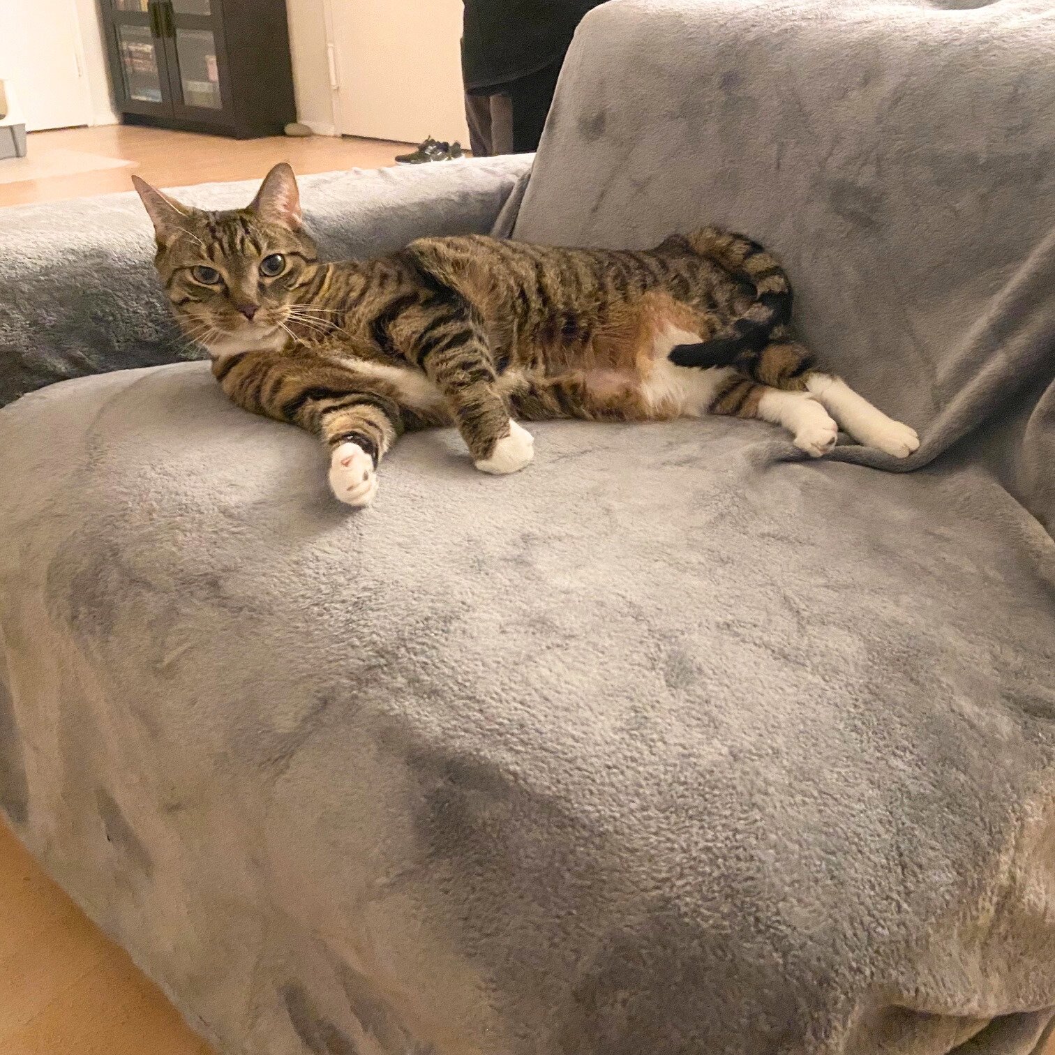 BORGIA - Domestic Short Hair available for adoption