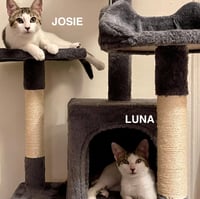 Josie & Luna - Photo 4