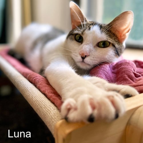 JOSIE & LUNA - Domestic Short Hair available for adoption