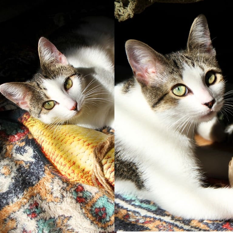 Josie & Luna Image