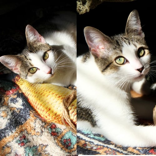 JOSIE & LUNA - Domestic Short Hair available for adoption