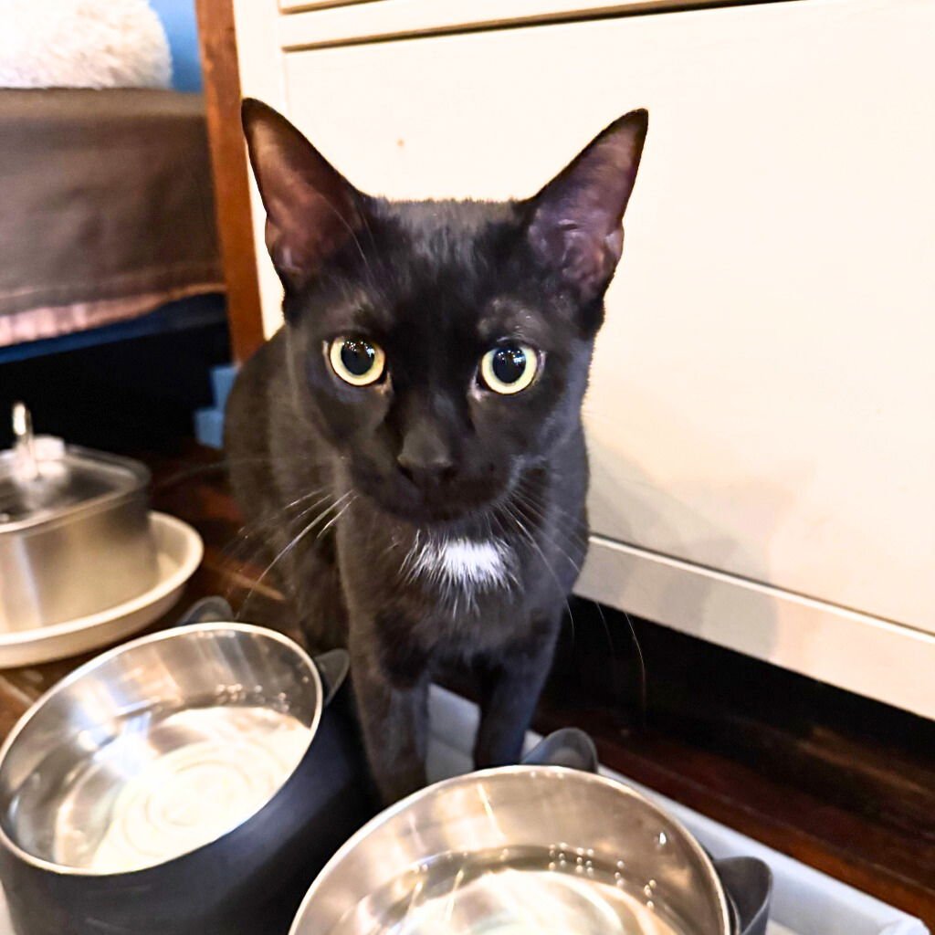 TERIYAKI - Domestic Short Hair available for adoption