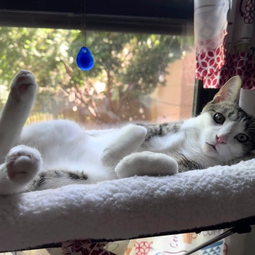 PLUM - Domestic Short Hair available for adoption