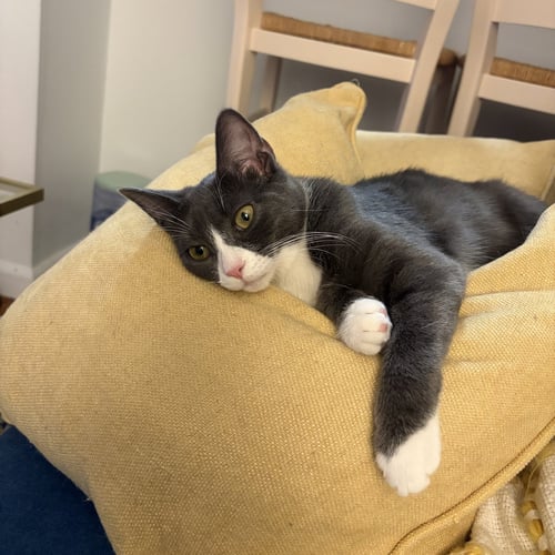 NARC & DECOY - Domestic Short Hair available for adoption
