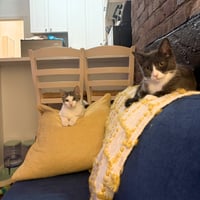 Narc & Decoy - Photo 4