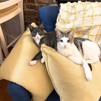 Narc & Decoy - Photo 4