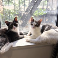 Narc & Decoy - Photo 1