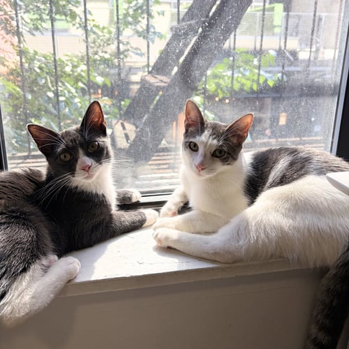 NARC & DECOY - Domestic Short Hair available for adoption