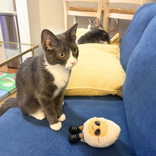 NARC & DECOY - Domestic Short Hair available for adoption