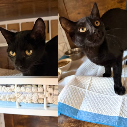 DAPHNE AND VELMA - Domestic Short Hair available for adoption
