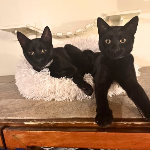 DAPHNE AND VELMA - Domestic Short Hair available for adoption