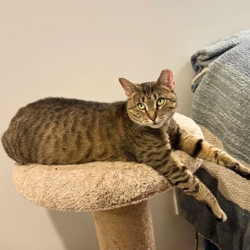 CLEARY RIVER - Domestic Short Hair available for adoption