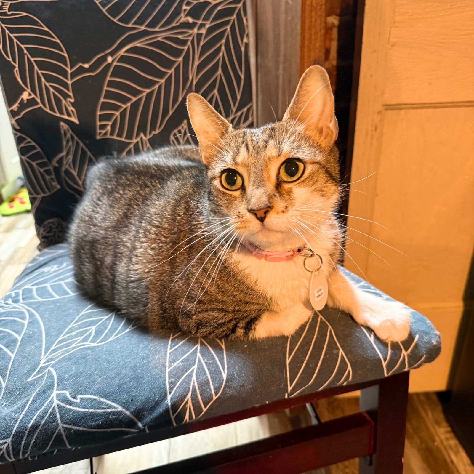 DELCIE - Domestic Short Hair available for adoption