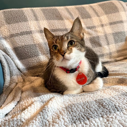 DELCIE - Domestic Short Hair available for adoption