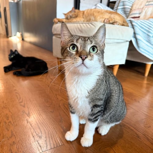 DELCIE - Domestic Short Hair available for adoption